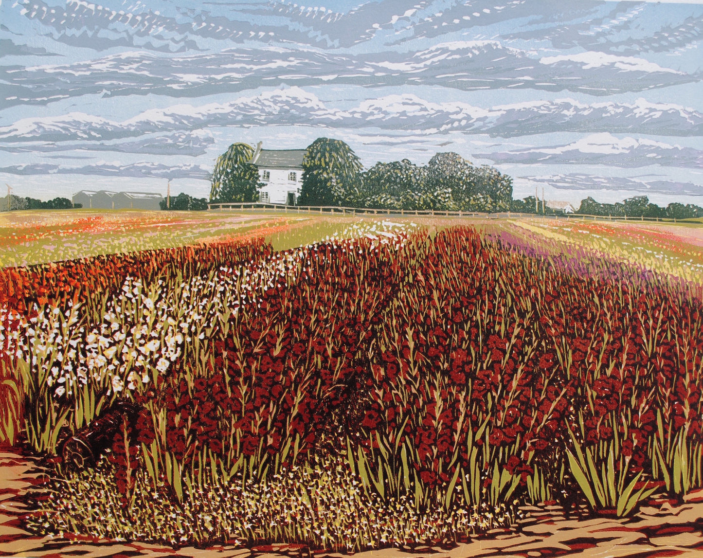 Return of the Gladioli