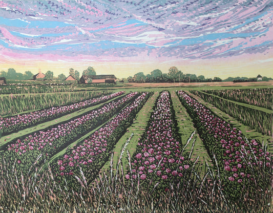 Field of Peonies